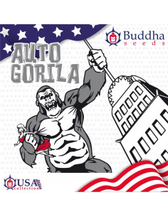 BUDDHA AUTO GORILA USA 3+1 2