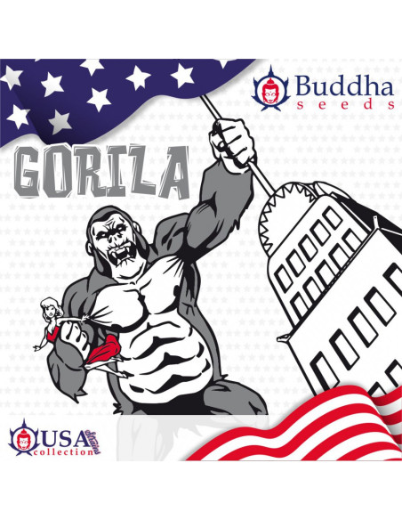 BUDDHA GORILA USA FEM X3