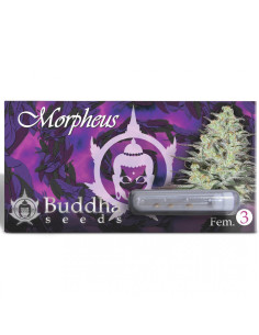 BUDDHA MORPHEUS FEM X3