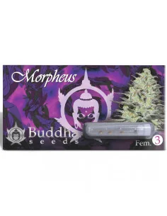 BUDDHA MORPHEUS FEM X3