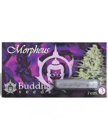 BUDDHA MORPHEUS FEM X3