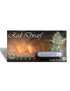 BUDDHA RED DWARF AUTO X3