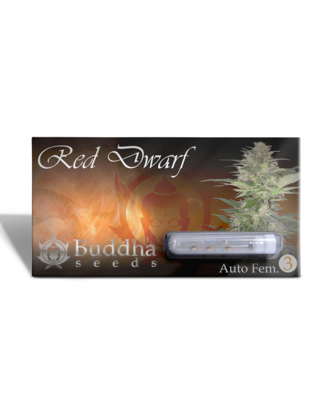 BUDDHA RED DWARF AUTO X3