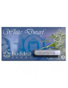 BUDDHA WHITE DWARF AUTO X3