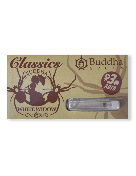 BUDDHA AUTO WHITE WIDOW CLASSICS 3+1