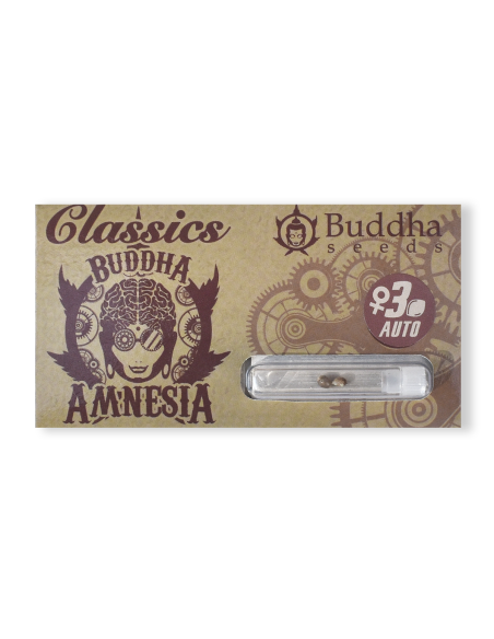 BUDDHA AUTO AMNESIA CLASSICS 3+1