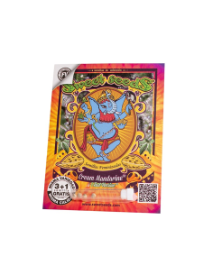 SWEET SEEDS CREAM MANDARINE F1 FAST VERSION 3+1 UDS